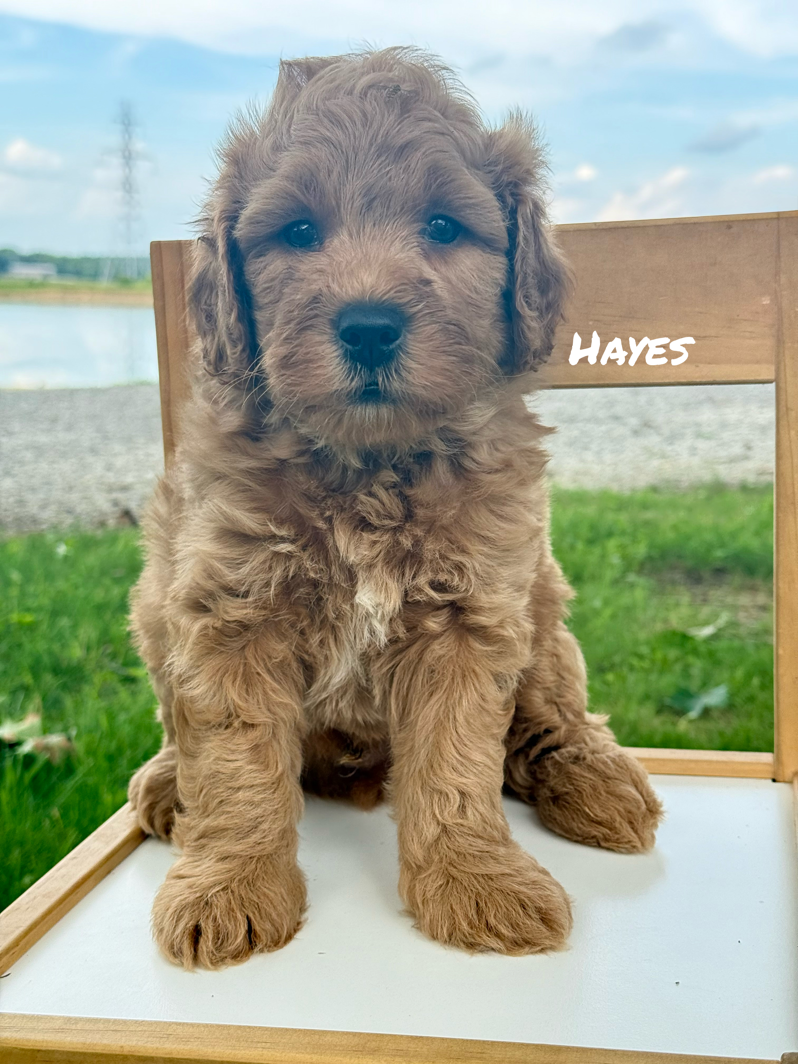 Hayes (Blue Collar) 1